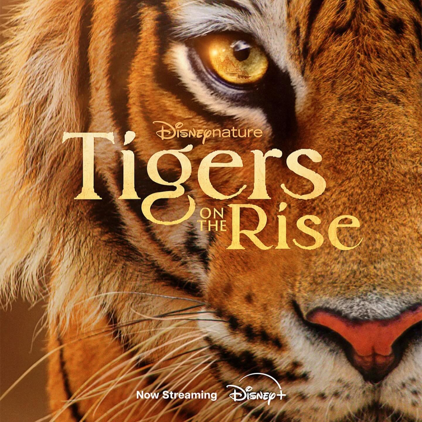 #tigersontherise @disneynature @wildstarfilms Directed by Rob Sullivan & @alitones @wildwithwolf #naturalhistory #wildlife #redcinema #redhelium #bts #savetigers #dop #cinematographer