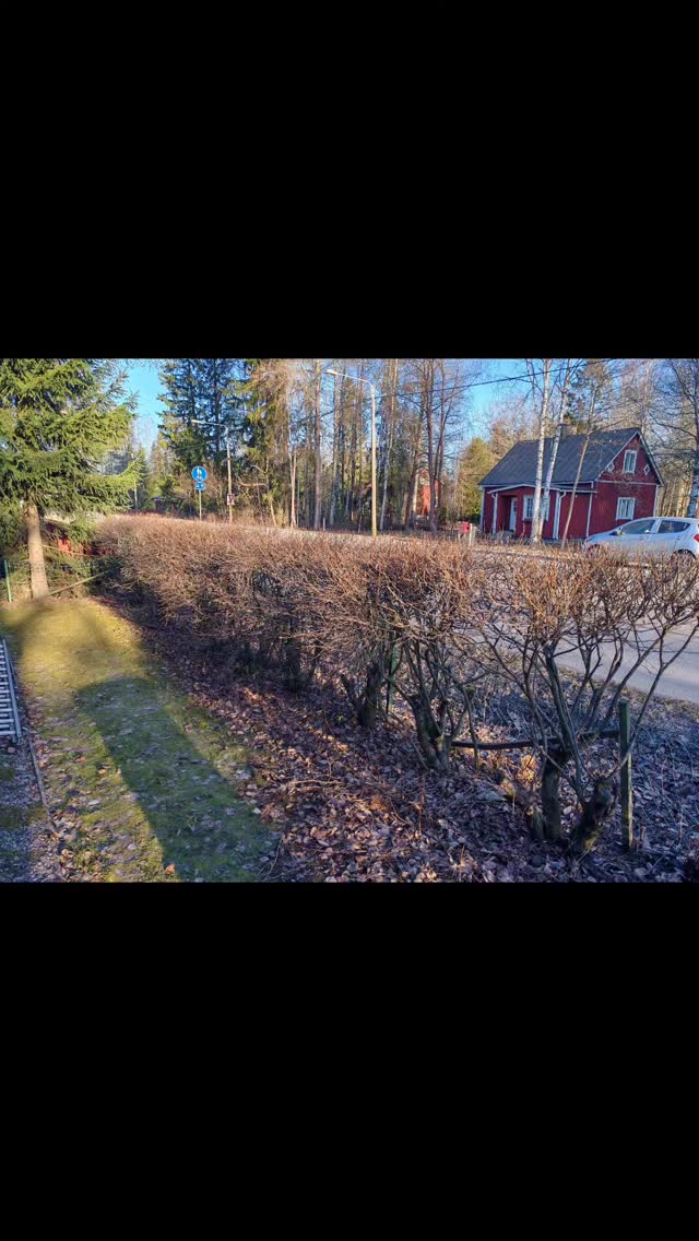 Tänään kävimme leikkaamassa omakotitalon pihan pensasaitaa alas n 100 m matkalta.
#fspapaveroy
#kevättyöt
#pensaidenleikkaus
#pensasaidanalasleikkaus
#omakotitalopihat