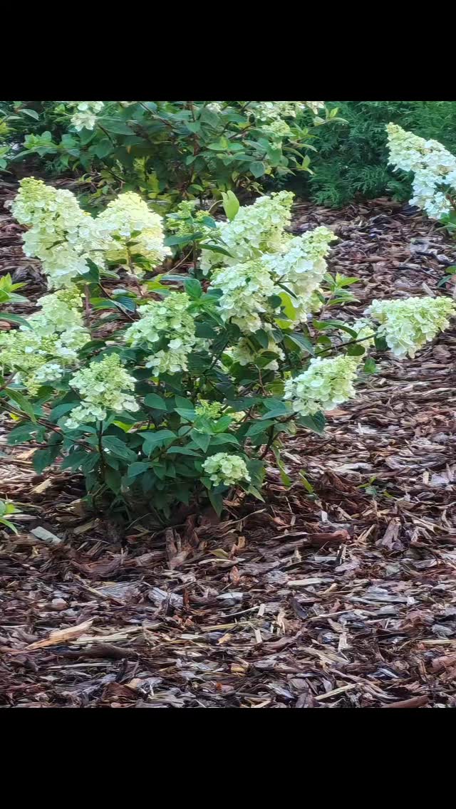 Parhaillaan eri kohteissamme on upea kukkaloisto. Niityt kukkii, ruusut, allium sipulit, hortensiat, angervot.... ym. Kohteet ovat mm. Hakaniemen ympyrätalon kasviallas, Ruoholahden kauppakeskuksen kasvialtaat, Vermonrinteen katualue, Otaniemessä Otakaaren katualue.
#fspapaveroy
#kukkaloistoa
#ruusut
#pensaat
#köynnökset
#sipulikukat
#asiakastyytyväisyys