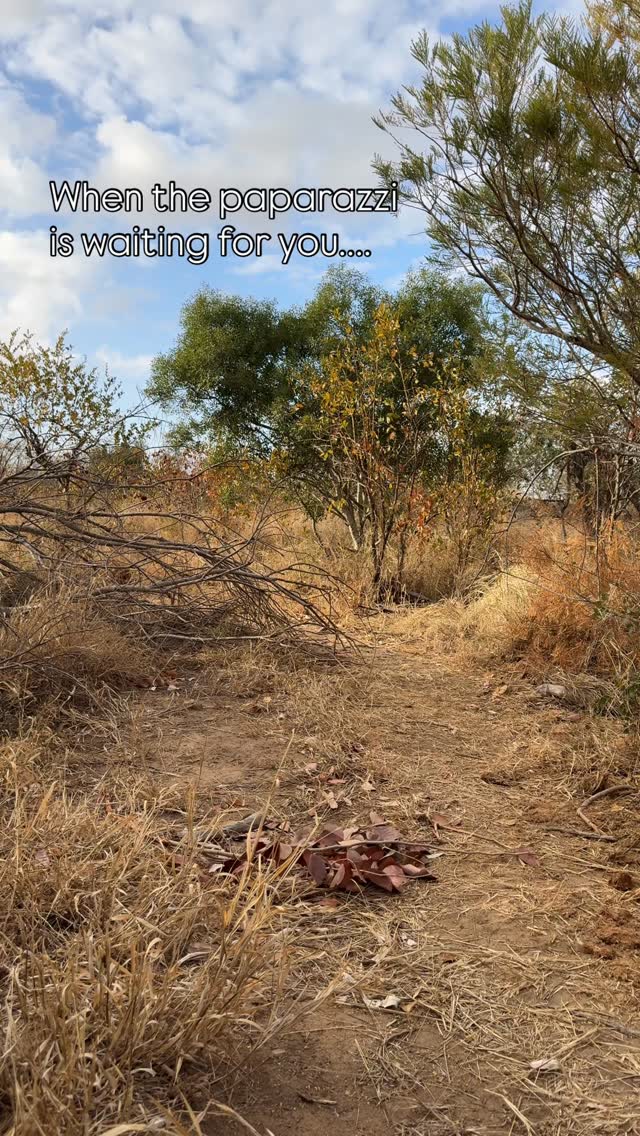 When the paparazzi is waiting for you… this leopard strolled right past like it had places to be, things to do and people to see.
Did you know Leopards can walk within just a few metres of prey without being detected, thanks to their soft footpads and careful steps.
Masters of stealth!
Tap the link in our bio to explore your stay options.
Captured by @vivve._
#safari #africansafari #wildlifeofsa #wildlifesafari #wildlifeofinstagram #krugernationalpark #thornybushgamereserve #luxurysafari #luxurysafarilodge #travelsouthafrica #southafricasafari #big5 #conservation #thisissouthafrica #soulful_moments #wildlife