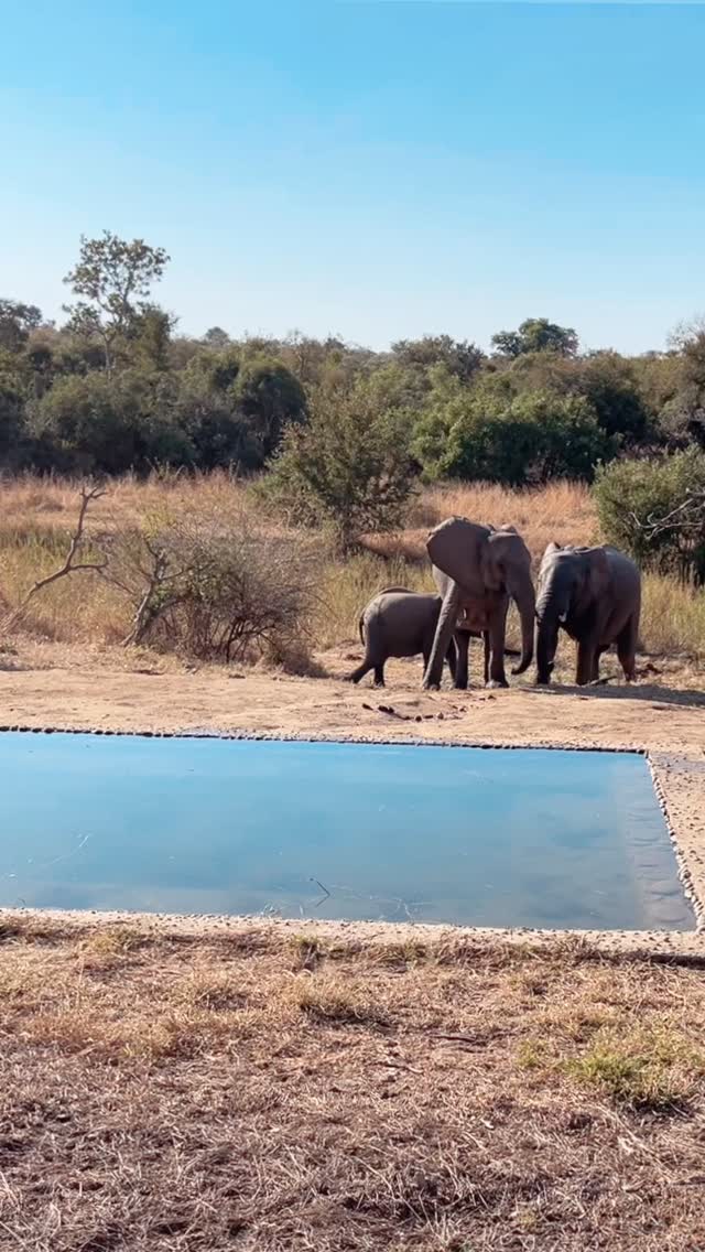 This little elephant family popped by the waterhole for a drink, and the way the adults kept the tiniest one tucked safely between them was too sweet.
One of the things we love about Siviti is how often moments like this happen right in front of the dining area & our hide.
If you’d like to experience it for yourself, tap the link in our bio to start planning your stay.
#safari #africansafari #wildlifeofsa #wildlifesafari #wildlifeofinstagram #krugernationalpark #thornybushgamereserve #luxurysafari #luxurysafarilodge #travelsouthafrica #southafricasafari #big5 #conservation #thisissouthafrica #soulful_moments #wildlife