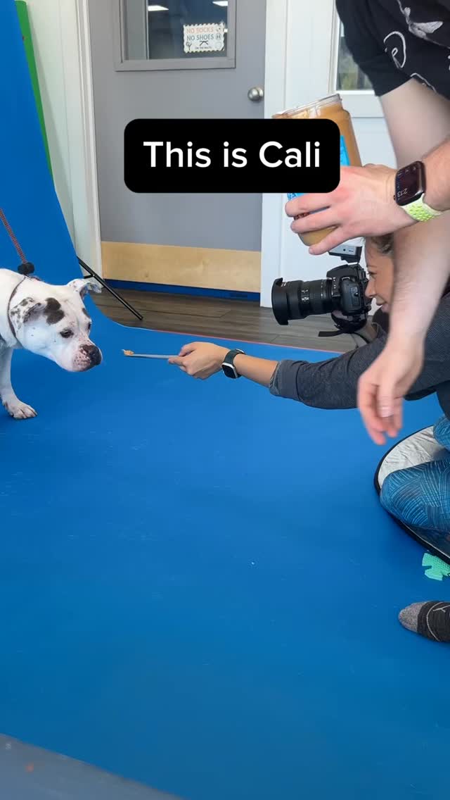 Would your dog go crazy for peanut butter… or nah? 🐶
___________
Waggly Studios – Studio Dog Photography 📸
Waitlists and bookings in bio 😉
#dog #photography #dogphotographer #studio
Godox_global Godoxfr @katebackdrops
@nikonusa