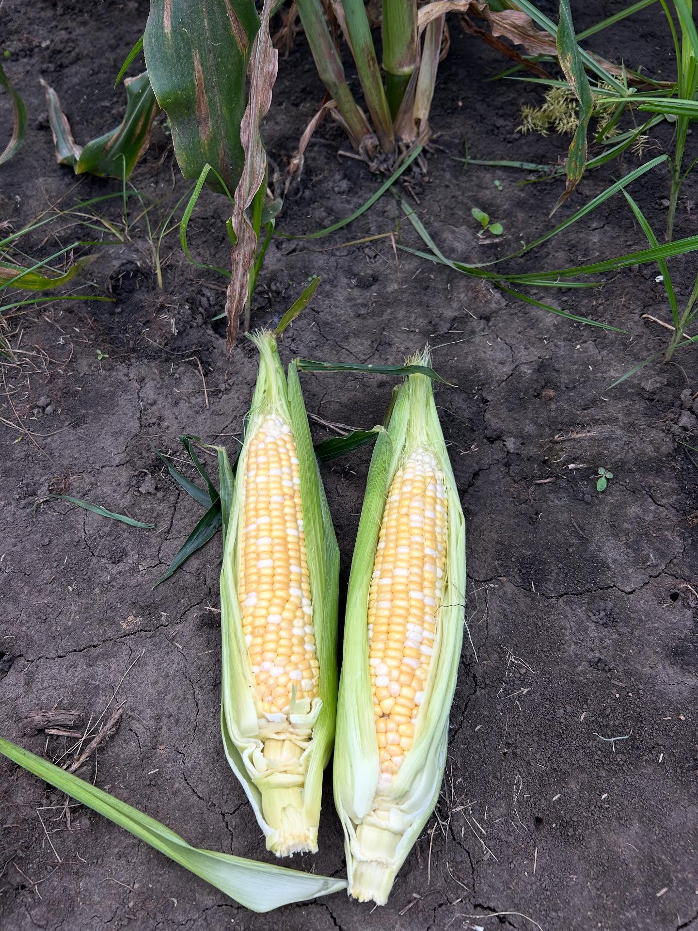 I will be back out today August 24th from 10:30 till I sell out at the corner of highway C and Egre road‼️Extremely limited corn today so come and get some before it’s out🌽🌽😁
