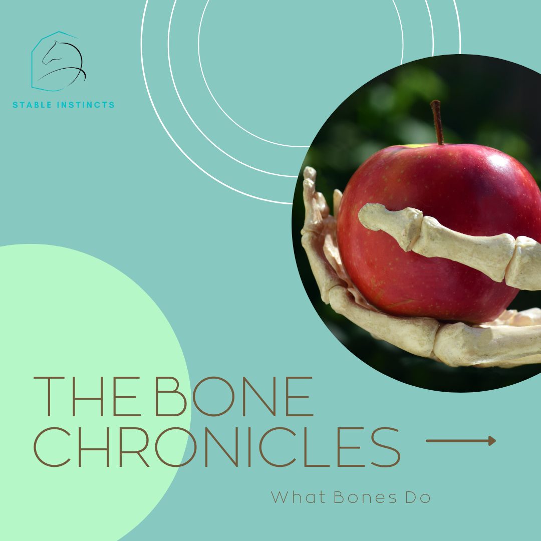 Bones are your horseโs framework; the architecture behind every stride, stop, and turn.
Think of bones like the beams of a barn: when maintained and supported, they hold strong. Misaligned or overloaded, cracks show in performance and stability long before you see them.