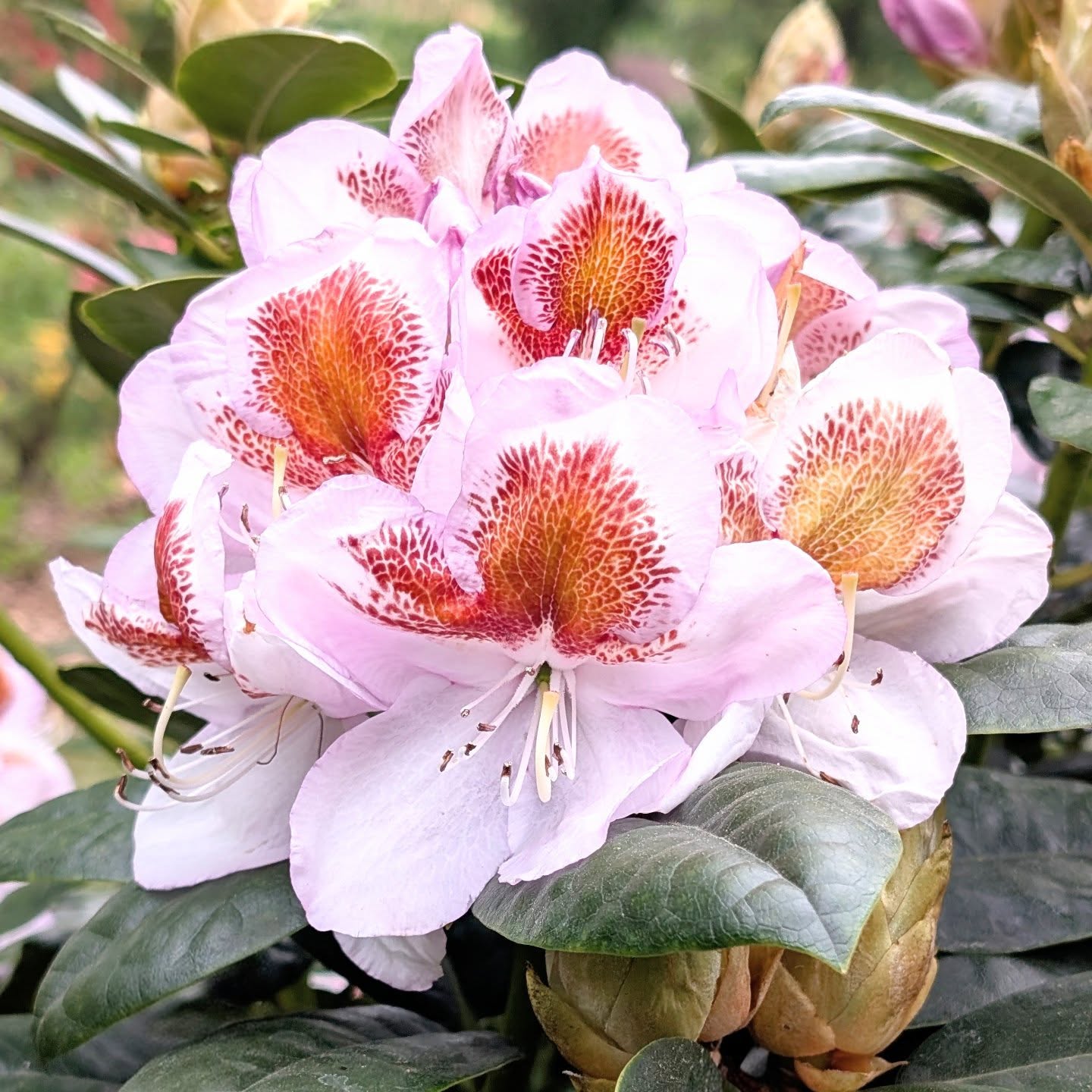 Door 3’s mystery bloom is… Rhododendron Mrs T.H. Lowinsky AGM! 🤍🌸 Originally bred by the Wa... Door 3’s mystery bloom is… Rhododendron Mrs T.H. Lowinsky AGM! 🤍🌸 Originally bred by the Wa...