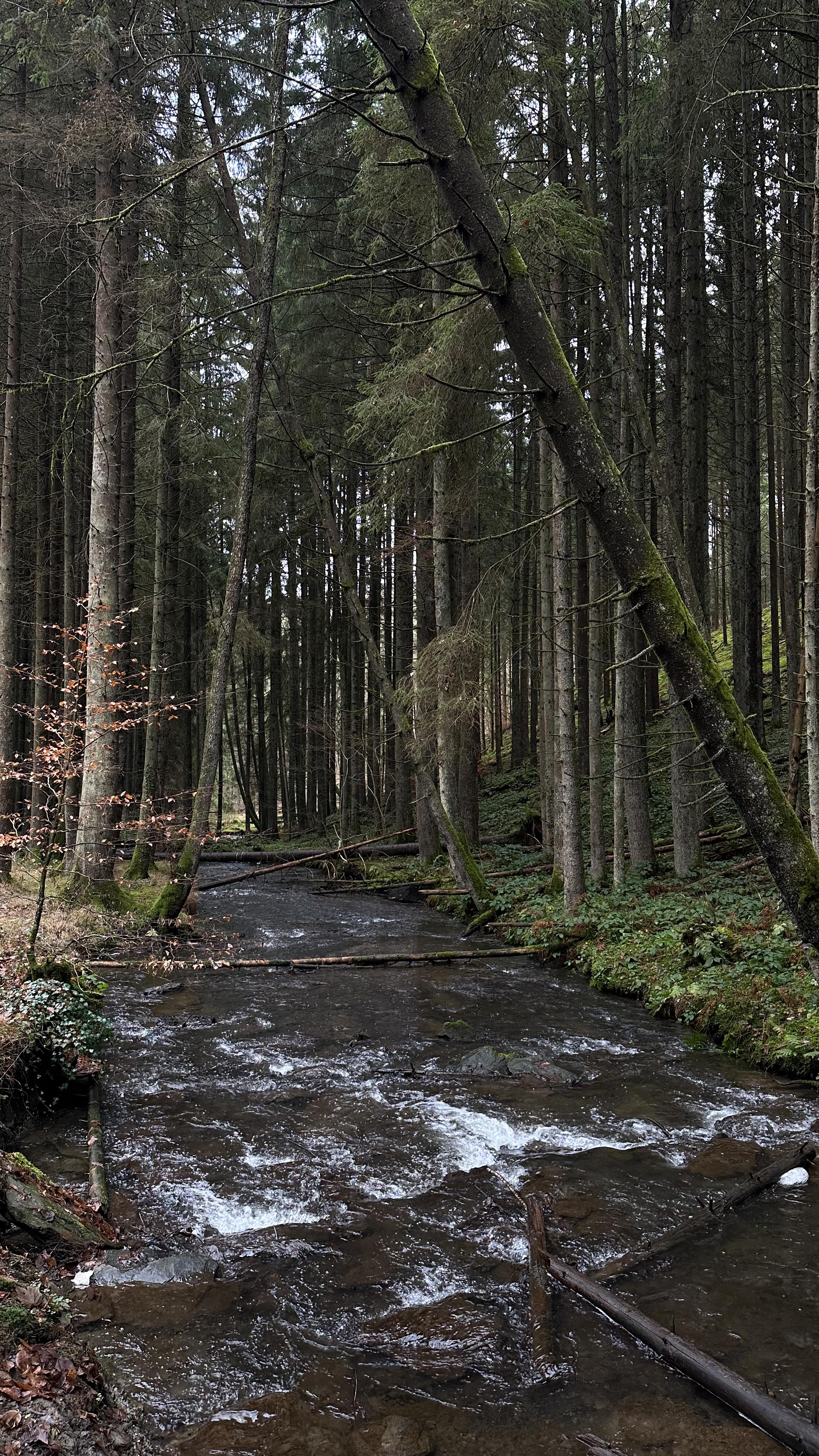 Lovely forest walk in Houffalize. Le Sentier Ecologique. And a delicious La Chouffe @hotelducommerce_houffalize #forestinspiration #forestwalk #paintinginspiration #houffalize
