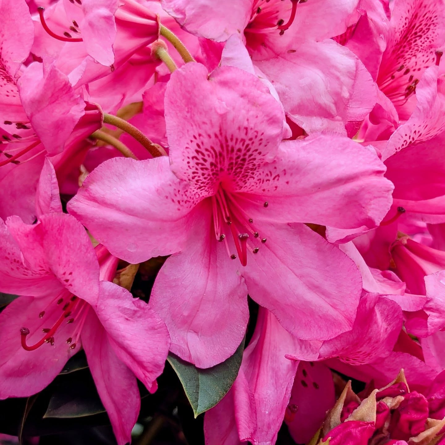 Door 4’s mystery bloom is… Rhododendron Van! 💖🎉 This classic hybrid is loved for its deep p... Door 4’s mystery bloom is… Rhododendron Van! 💖🎉 This classic hybrid is loved for its deep p...
