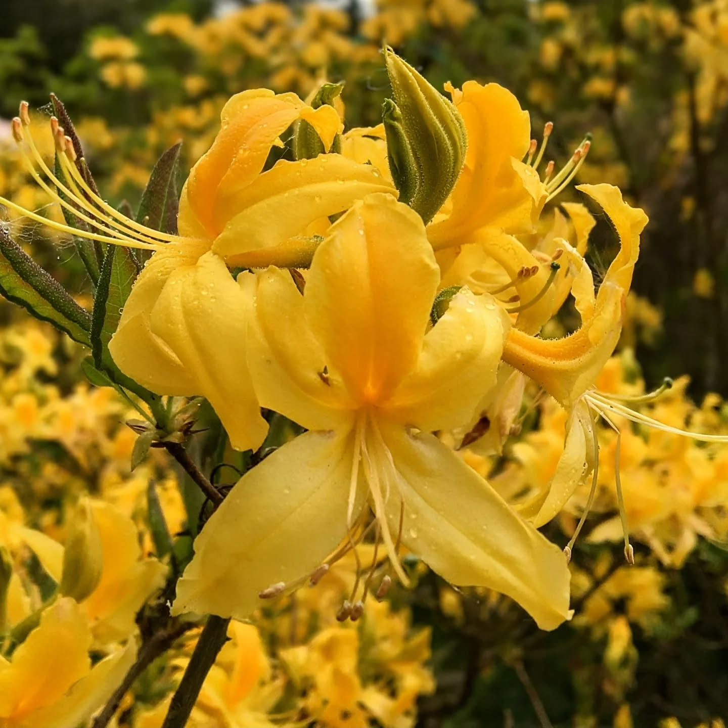 Door 2’s mystery plant is… Deciduous Azalea luteum! 💛🎉 A much-loved European native, Azalea... Door 2’s mystery plant is… Deciduous Azalea luteum! 💛🎉 A much-loved European native, Azalea...