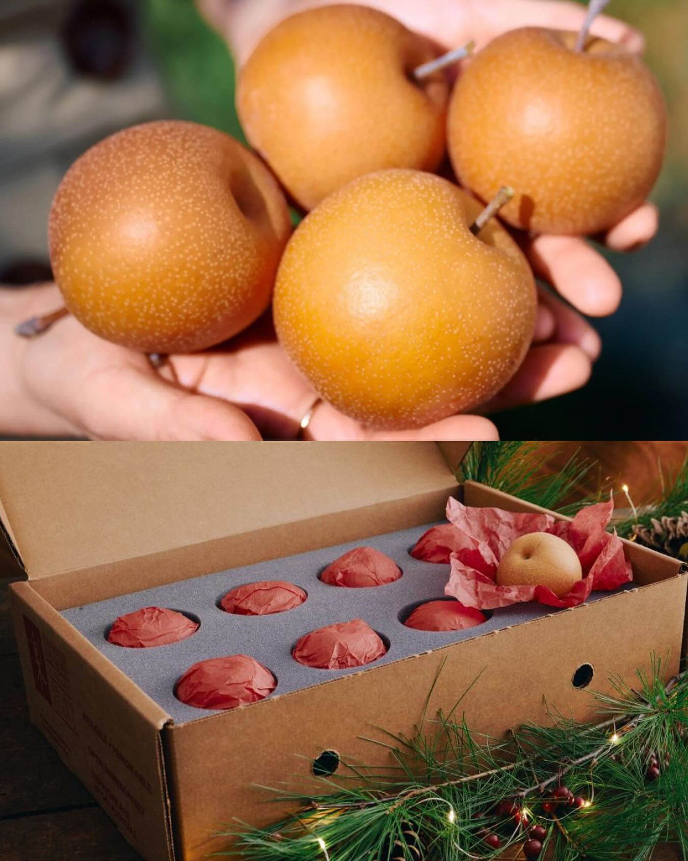 Happy Giving Tuesday! 💚🍐
Proud to be partnering with @subarashiikudamono and @CityHarvestNYC to help nourish New Yorkers today and throughout the holiday season. City Harvest rescues more than 86 million pounds of nutritious food each year and delivers it directly to families who need it most — an extraordinary mission I’m honored to support.
To help raise awareness, we shared boxes of Subarashii’s beautiful Asian Pears with chef friends, along with a small note about today’s campaign. This initiative will help Subarashii Kudamono nourish 2,300 New Yorkers for a day, a meaningful contribution to City Harvest’s work.
I’m endlessly grateful for this community, for your friendship, generosity, and the joy you bring to the culinary world.
Together, we nourish. Together, we give. 💚
#AsianPearsXCityHarvest #WeAreCityHarvest Happy Giving Tuesday! 💚🍐
Proud to be partnering with @subarashiikudamono and @CityHarvestNYC to help nourish New Yorkers today and throughout the holiday season. City Harvest rescues more than 86 million pounds of nutritious food each year and delivers it directly to families who need it most — an extraordinary mission I’m honored to support.
To help raise awareness, we shared boxes of Subarashii’s beautiful Asian Pears with chef friends, along with a small note about today’s campaign. This initiative will help Subarashii Kudamono nourish 2,300 New Yorkers for a day, a meaningful contribution to City Harvest’s work.
I’m endlessly grateful for this community, for your friendship, generosity, and the joy you bring to the culinary world.
Together, we nourish. Together, we give. 💚
#AsianPearsXCityHarvest #WeAreCityHarvest