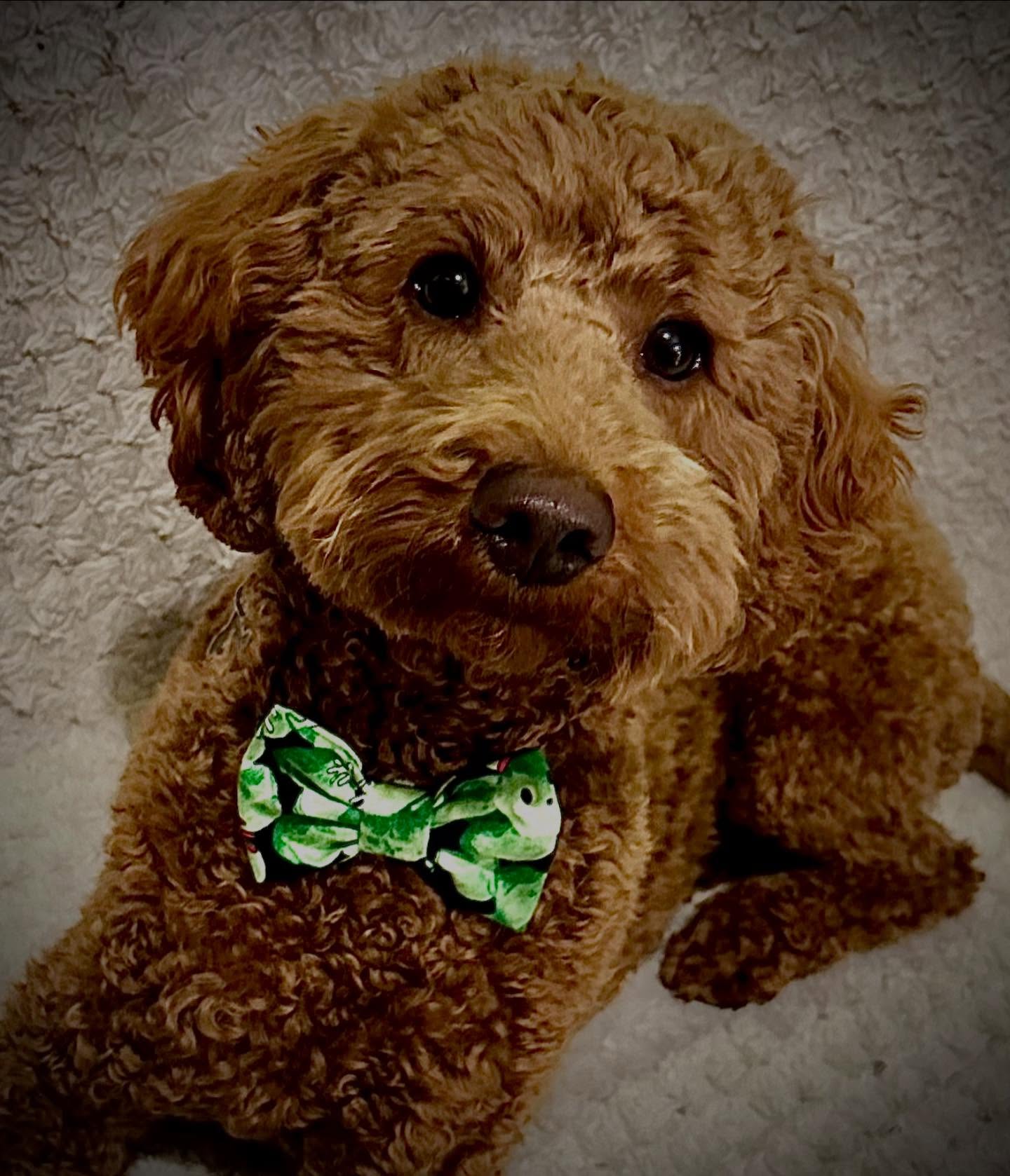 It’s MARKET DAY… this time Congleton Light Switch on! Loved this event last year ❤️
I have plenty of Dog collar bows, Baby Bibs, Hair Accessories and Lanyards!
Hope to see you there !
#congleton #congletonlightswitchon #littledotsbows #handmade #smallbusiness