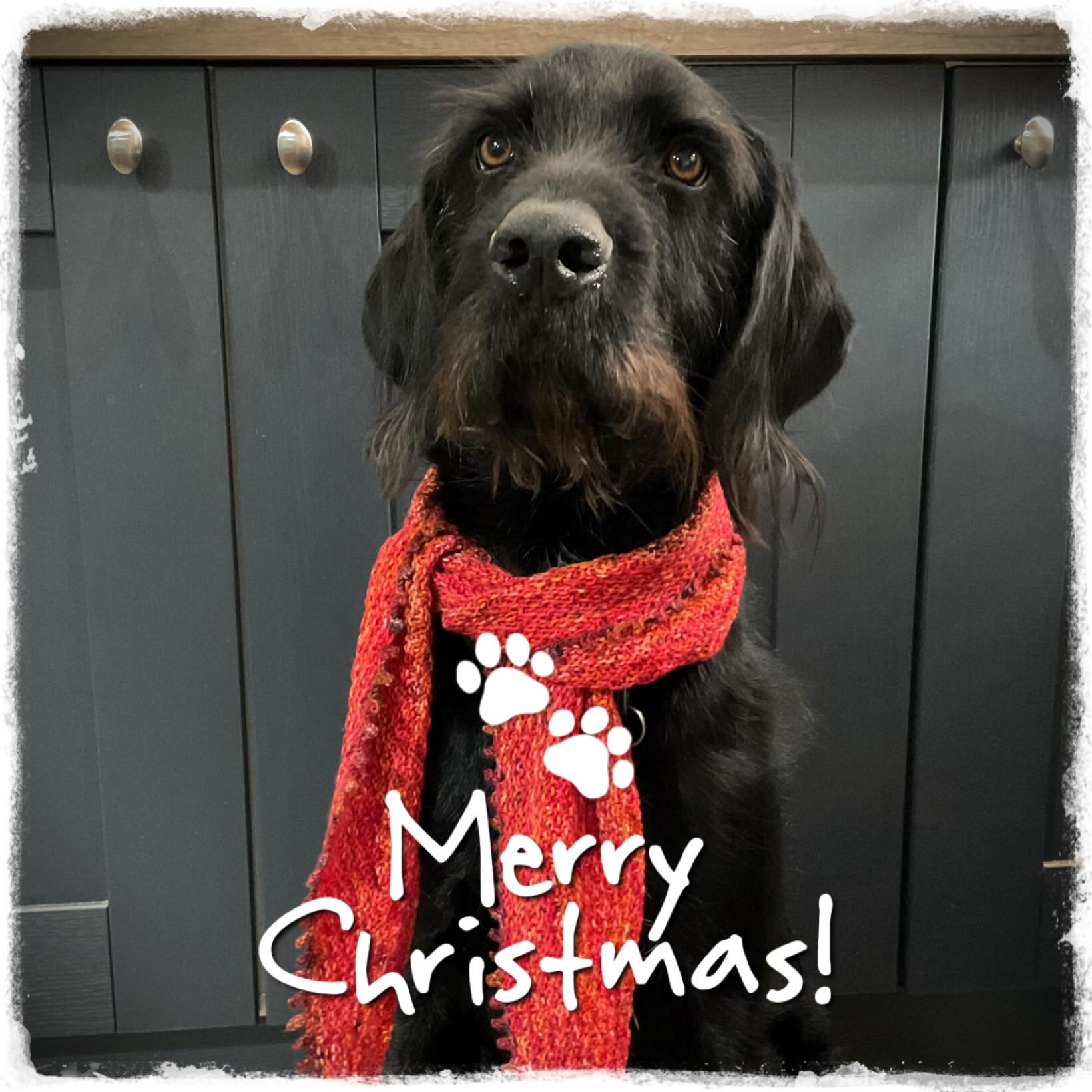 ✨✨✨✨✨
Sending you comfort and joy from our tiny corner of the world ❤️🐾 ✨✨✨✨✨
Sending you comfort and joy from our tiny corner of the world ❤️🐾