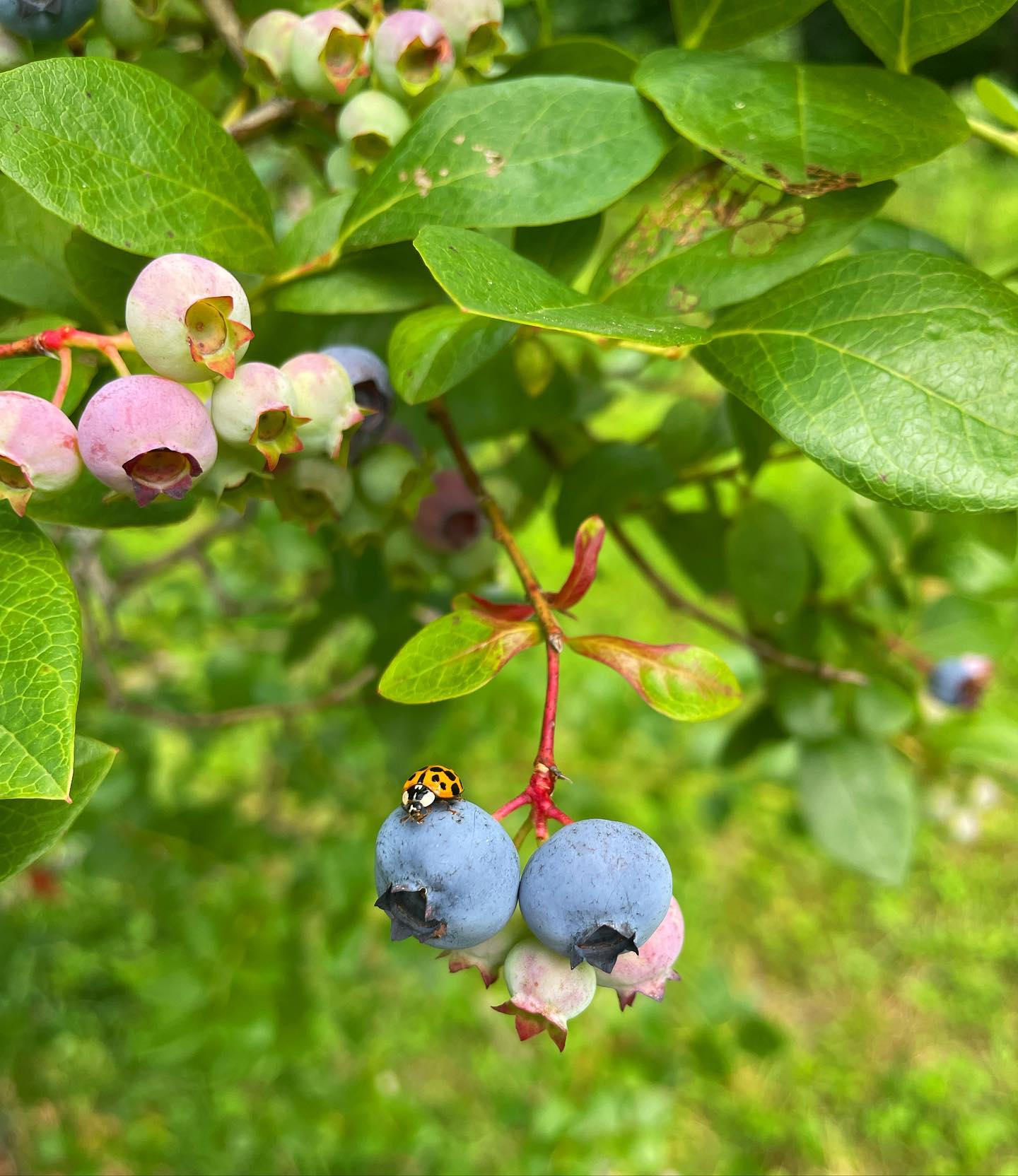 Our Highbush Blueberries ripen late June to early August.
