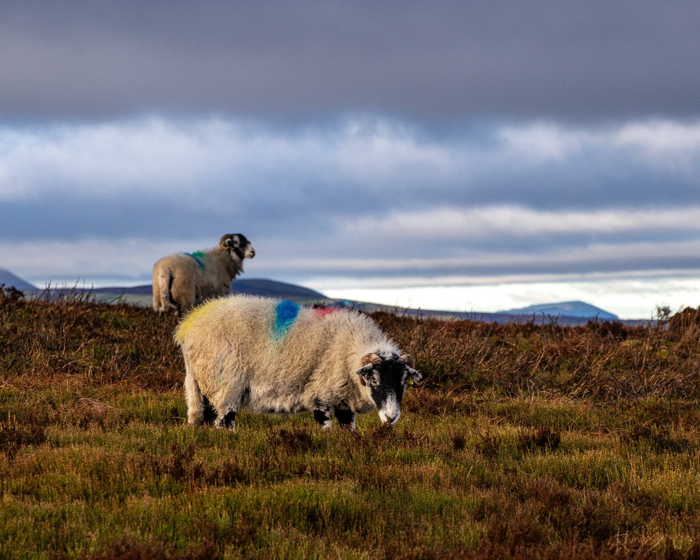 Mutton has earned itself an unfair reputation. For centuries it was simply the meat we ate. Lamb is, in many ways, the modern preference, made possible by refrigeration and global trade. Before that shift, it would have made little sense to slaughter an animal before it had lived fully and bred. Sheep were kept for wool and continuity, and when their working life was complete, they became mutton.
It was part of a cycle. Practical and sustaining. What changed was not the meat, but our habits.
Yet not all mutton is equal. Age alone does not create depth. Mutton reflects the life it has lived. When sheep are kept longer and allowed to graze widely on varied forage, moorland grasses and herbal leys, time and terrain build complexity into the muscle and fat.
That is the mutton we favour and source. Darker, firmer and deeper in flavour, shaped by prolonged grazing on moorland such as this, just outside Skipton.
There was once a rhythm between wool on our backs and mutton on our tables. Perhaps that rhythm still makes sense.