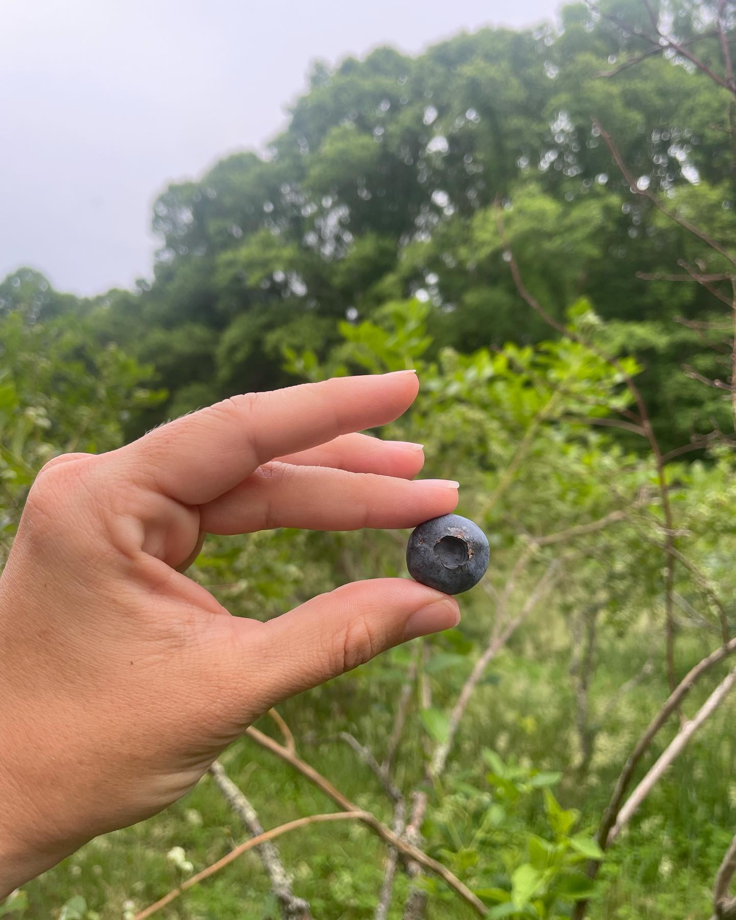 And we’re off! Blueberry Season 2022! Another summer of Pickin’ Proceeds going to our community charities! All donations from our U-Pick will go to your choice of @brconservancy or @feeding_avery_families again this year. Happy Picking!