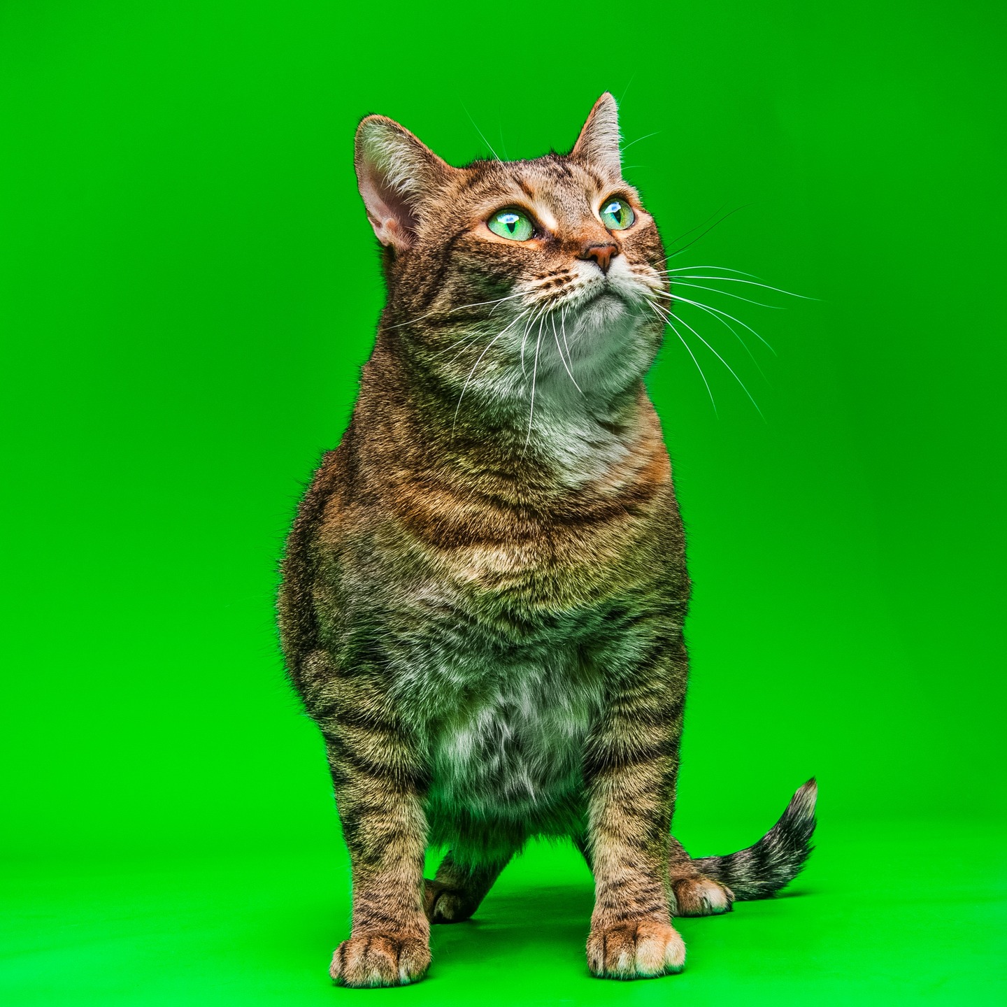 ✨ We did a photoshoot for Mae ✨
EDIT: Mae got adopted! 🎉
• A Post from alleykattzrescue:
Mae is a beautiful 2-year-old tabby with the softest eyes and the gentlest soul. She’s affectionate, friendly, and absolutely loves her cozy rest time just as much as she enjoys playtime. She’s the kind of girl who will stretch out beside you and make your house truly feel like home. 🤎
Her foster mama says Mae would thrive as the only cat, or possibly with a very calm, laid-back feline companion. She prefers a peaceful environment, so no dogs and older children only, please.
Mae is fully vetted, healthy, and ready to begin her next chapter — all she’s missing is a forever family to love her the way she deserves.
Can someone open their heart and home to this beautiful girl? She has been waiting patiently… and we would love nothing more than to see her finally settled in a home of her own. 🏡💕
📩 Apply here:
https://form.jotform.com/alleykattzinc/catkitten-pre-adoption-application