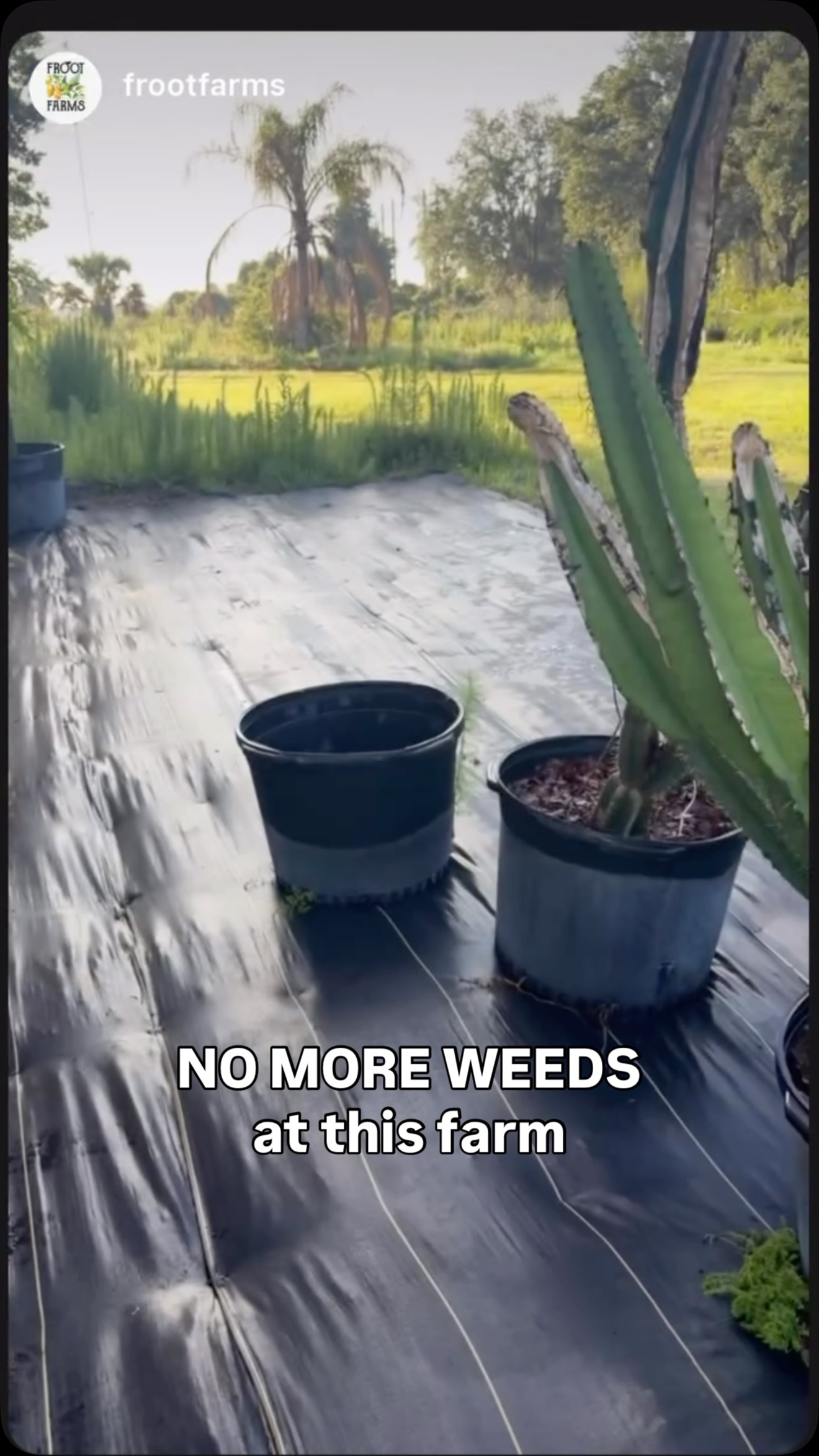 A real customer sharing their experience with DOTDAY Landscape Fabric.
Grass was starting to come through around their nursery and landscape edging.
After installing DOTDAY, they were able to create cleaner walkways and a more manageable area without weeds.
Nothing beats seeing products in real-world use.
Have you used landscape fabric around your nursery, garden, or farm? #weedbarrier #landscapefabric #groundcover #landscaping #farmerlife