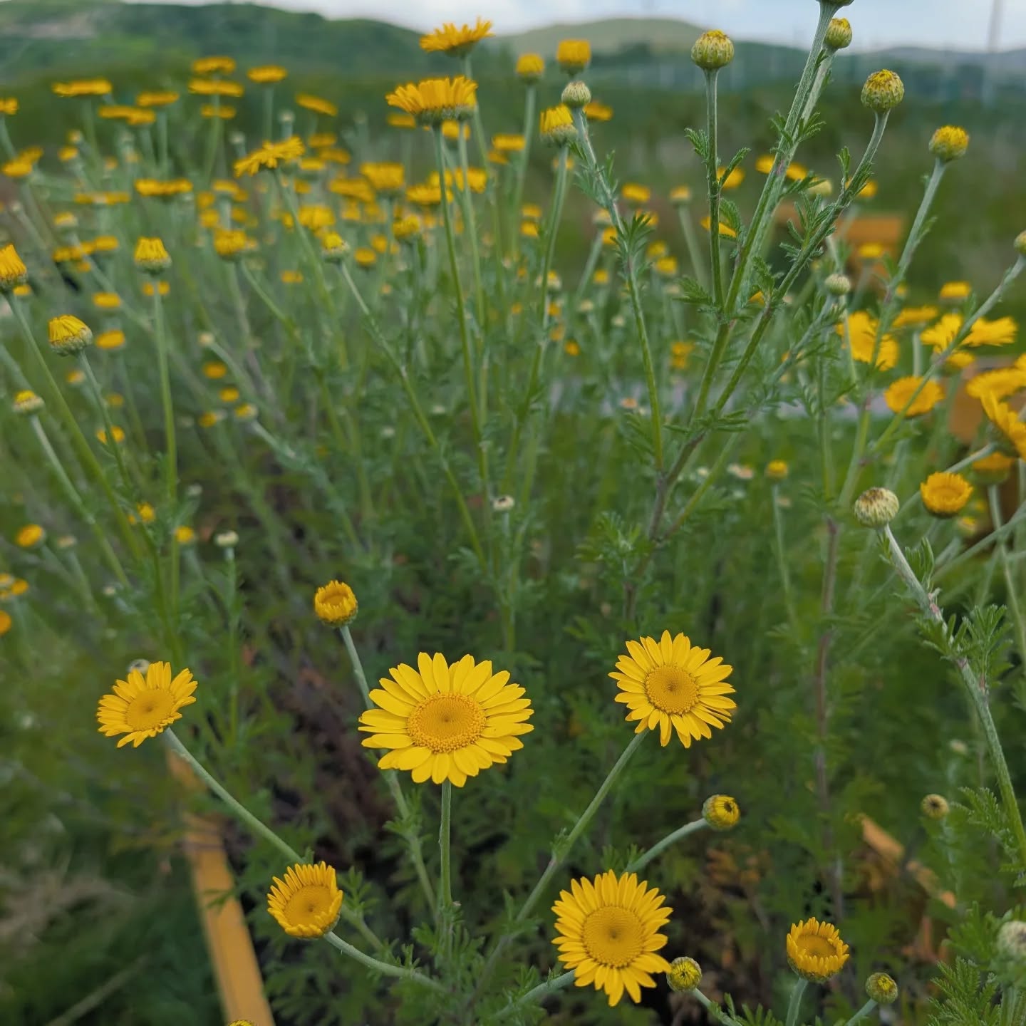 Dyers chamomile are really going for it this year. It was lovely to come back after a busy time organising the Nature and Wellbeing Conference to have a quiet start to the week watering and harvesting. These flowers will be used for a workshop with @gwyrddni_ in October with @carysanne_art where we'll be dyeing and felting with local fleece 💛. Get on the @gwyrddni_ mailing list to hear about this workshop first. Had to leave a few flowers as they were being used by someone else. I love growing plants for dye as it creates habitat for other creatures and also the more you pick the more they flower!