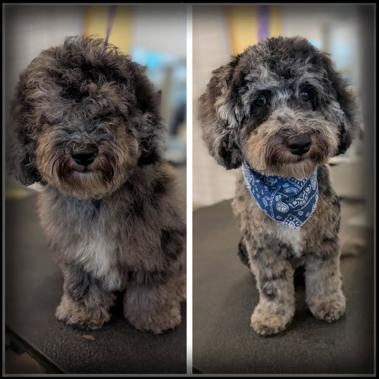 Welcome Whiskey to @yellowdogancaster